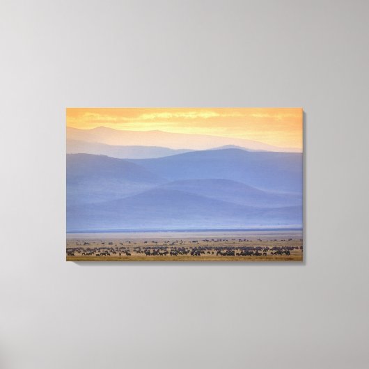 Wildebeest tijdens migratie Connochaetes Canvas Afdruk (Voorkant)