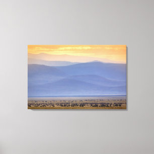 Wildebeest tijdens migratie Connochaetes Canvas Afdruk