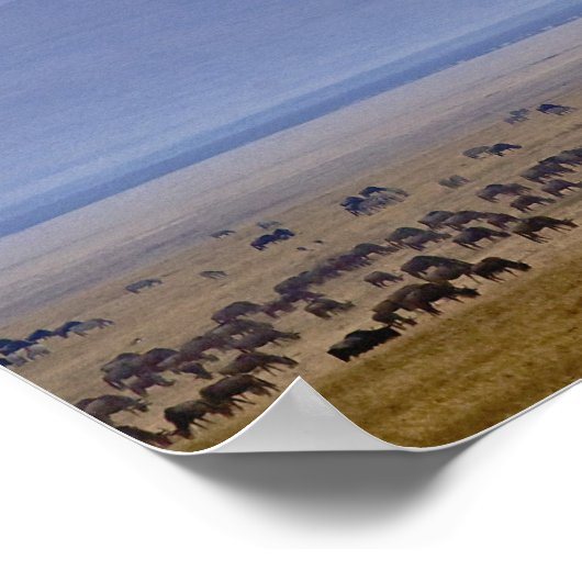 Wildebeest tijdens migratie Connochaetes Poster (Hoek)