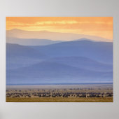 Wildebeest tijdens migratie Connochaetes Poster (Voorkant)