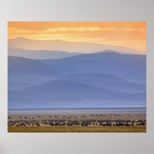 Wildebeest tijdens migratie Connochaetes Poster (Voorkant)