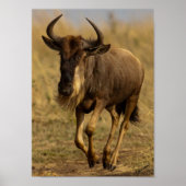 Wildebeest wordt uitgevoerd poster (Voorkant)