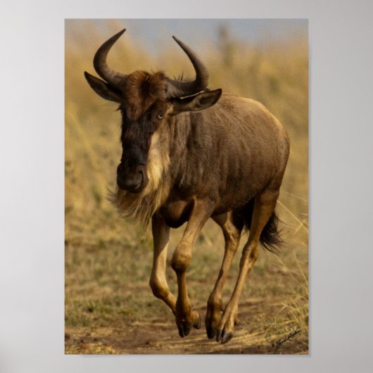 Wildebeest wordt uitgevoerd poster (Voorkant)