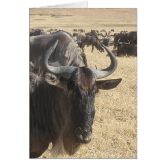 Wildebeesten