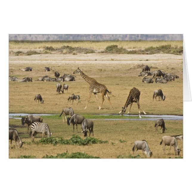 Wildebeesten, zebra's en Giraffes (Voorkant Horizontaal)