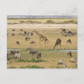 Wildebeesten, zebra's en Giraffes Briefkaart (Voorkant)