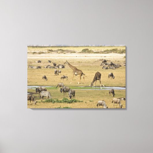 Wildebeesten, zebra's en Giraffes Canvas Afdruk (Voorkant)