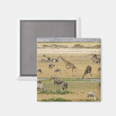 Wildebeesten, zebra's en Giraffes Magneet (Voorkant / Achterkant)