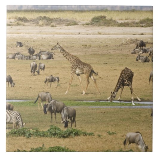 Wildebeesten, zebra's en Giraffes Tegeltje (Voorkant)