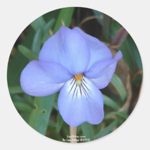 WildeBloemen Vogels-Voet Viooltje IV Het Geschenk  Ronde Sticker