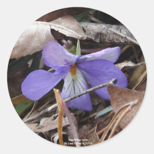 WildeBloemen Vogels-Voet Viooltje Warmwaterbronnen Ronde Sticker