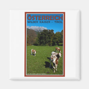 Wilder Kaiser - Koeien Magneet