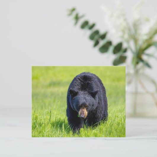Wilder Schwarzbär in Nordamerika Briefkaart (Staand voorkant)