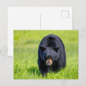 Wilder Schwarzbär in Nordamerika Briefkaart (Voorkant / Achterkant)