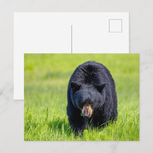 Wilder Schwarzbär in Nordamerika Briefkaart (Voorkant / Achterkant)