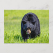 Wilder Schwarzbär in Nordamerika Briefkaart (Voorkant)