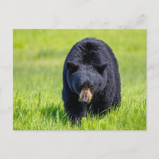 Wilder Schwarzbär in Nordamerika Briefkaart (Voorkant)