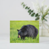 Wilder Schwarzbär in Nordamerika Postkarte Briefkaart (Staand voorkant)