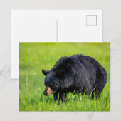Wilder Schwarzbär in Nordamerika Postkarte Briefkaart (Voorkant / Achterkant)