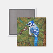  Wilderness Blue Jay Magneet (Voorkant / Achterkant)
