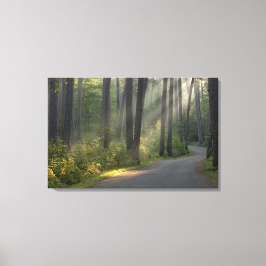 Wilderness Drive, Itasca State Park Canvas Afdruk (Voorkant)
