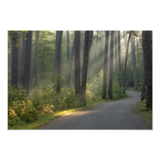 Wilderness Drive, Itasca State Park, Foto Afdruk (Voorkant)