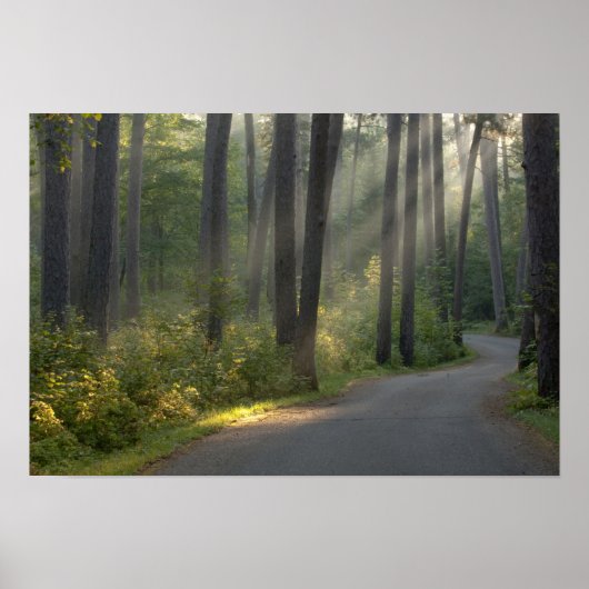 Wilderness Drive, Itasca State Park Poster (Voorkant)