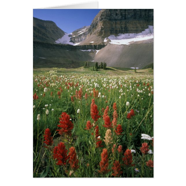 WILDERNESS MOUNT TIMPANOGOS, UT, VS, (Voorkant)