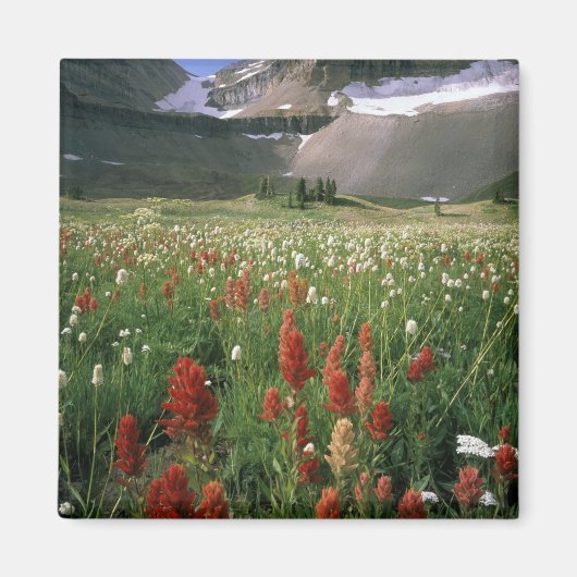 WILDERNESS MOUNT TIMPANOGOS, UT, VS, MAGNEET (Voorkant)