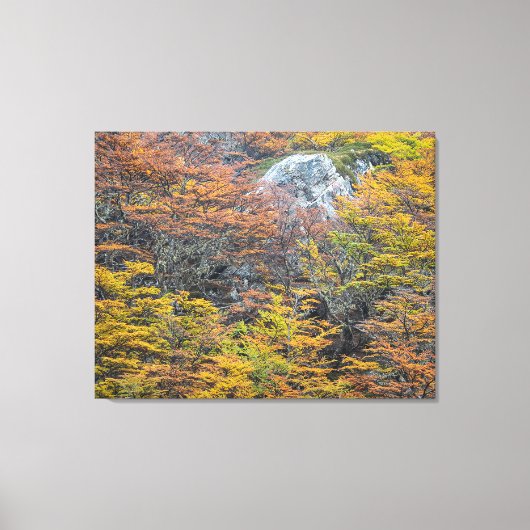 Wilderness Palet, Tierra del Fuego Bos Canvas Afdruk (Voorkant)