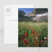 WILDERNESS TIMPANOGOSBERG, UT, VS, BRIEFKAART (Voorkant / Achterkant)