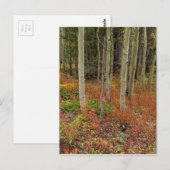 Wilderness Wonderland Briefkaart (Voorkant / Achterkant)