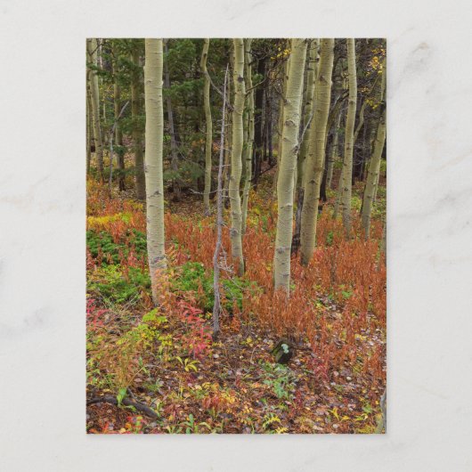 Wilderness Wonderland Briefkaart (Voorkant)