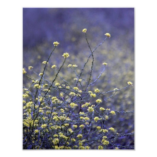 Wildflower Dance Foto Afdruk (Voorkant)