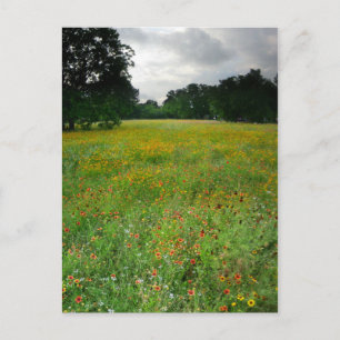 Wildflower Meadow - Butler Trail - Austin Texas Briefkaart