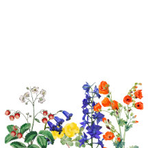 Wildflower Meadow Spring Bloemen Kleurrijke Bruilo