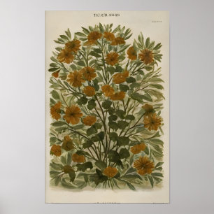 Wildflower op oud papier - Rustiek Poster