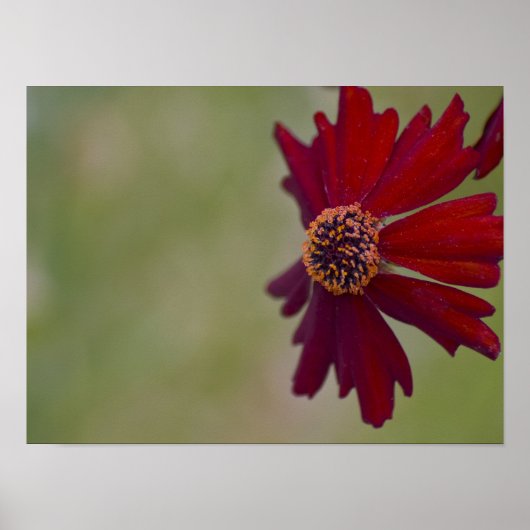 Wildflower Poster 1 (Voorkant)
