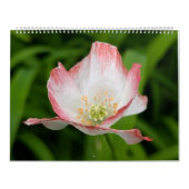 Wildflower Wonders – A Year of Natural Beauty Kalender (Hoes)