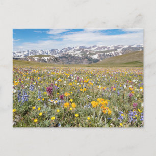 Wildflowers bij Beartooth Pass Foto Briefkaart