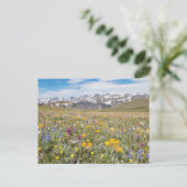 Wildflowers bij Beartooth Pass Foto Briefkaart (Staand voorkant)