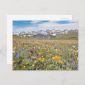 Wildflowers bij Beartooth Pass Foto Briefkaart (Voorkant / Achterkant)
