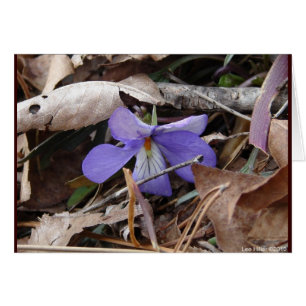WildFlowers Birds-Foot Violet Hot Springs AR Gifts