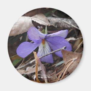 WildFlowers Birds-Foot Violet Hot Springs AR Gifts Magneet