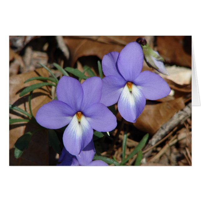 WildFlowers Birds-Foot Violet III Gifts & Apparel (Voorkant Horizontaal)