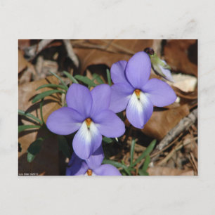 WildFlowers Birds-Foot Violet III Gifts & Apparel Briefkaart