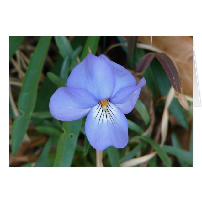 WildFlowers Birds-Foot Violet IV Hot Springs Gifts (Voorkant Horizontaal)