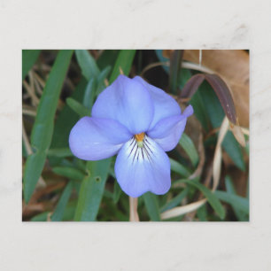 WildFlowers Birds-Foot Violet IV Hot Springs Gifts Briefkaart