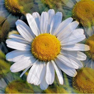 WILDFLOWERS BRIEFKAART