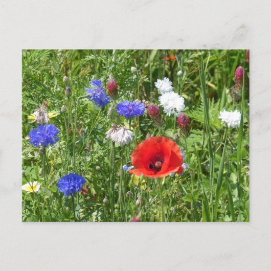 Wildflowers: Rood Wit Blauw DIY Briefkaart (Voorkant)